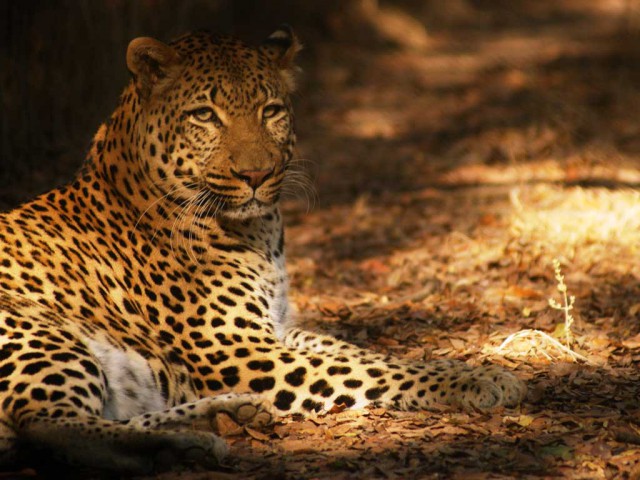 Khan the Leopard