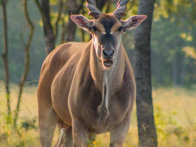 Eland