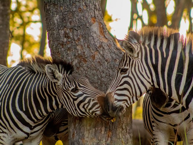 Valentine Zebras