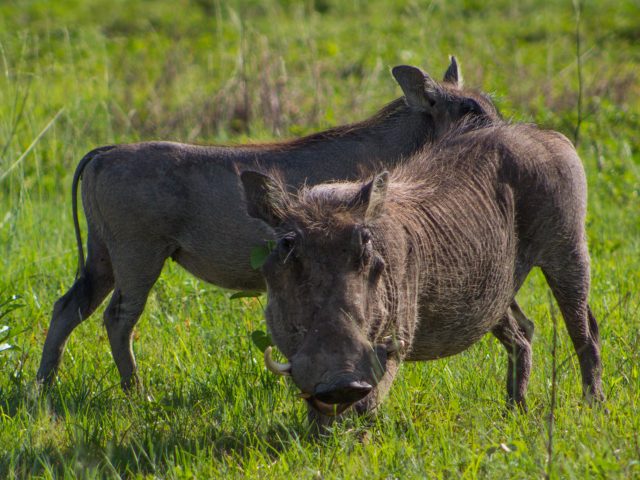 Warthog