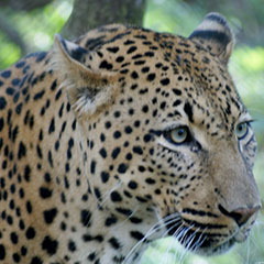 day-safari-leopard