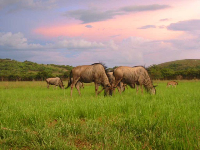 Wildebeest grazing at the Bally Vaughan Game Park