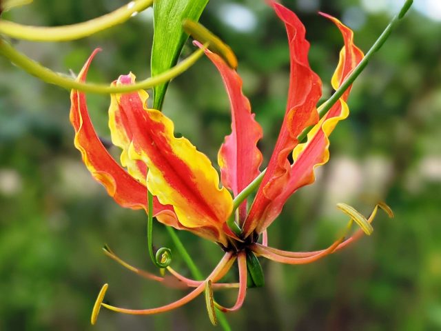 Beautiful Flame Lilly – Zimbabwe’s National Flower